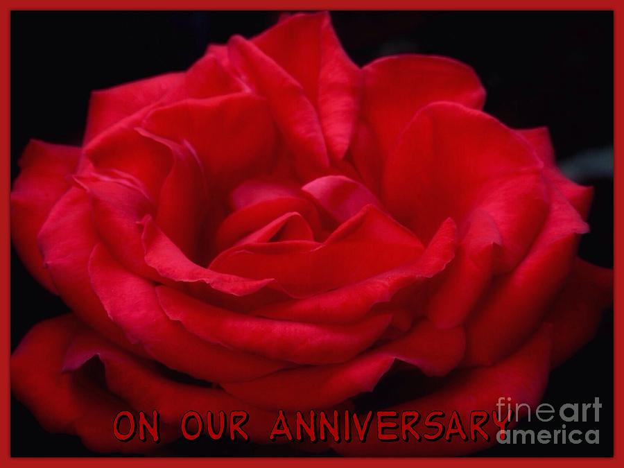 Anniversary Rose 2 Photograph by Joan-Violet Stretch