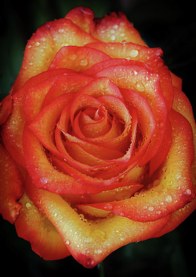 Anniversary Roses Photograph by Elaine Malott