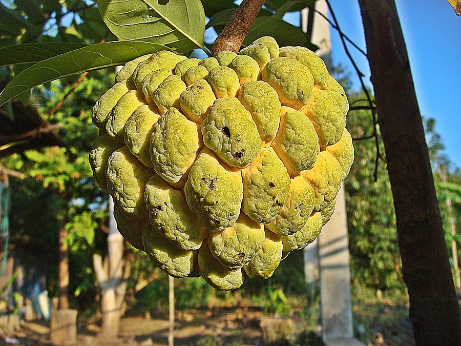 Annona Fruit Found In Thailand Photograph by Wichit Phaephun