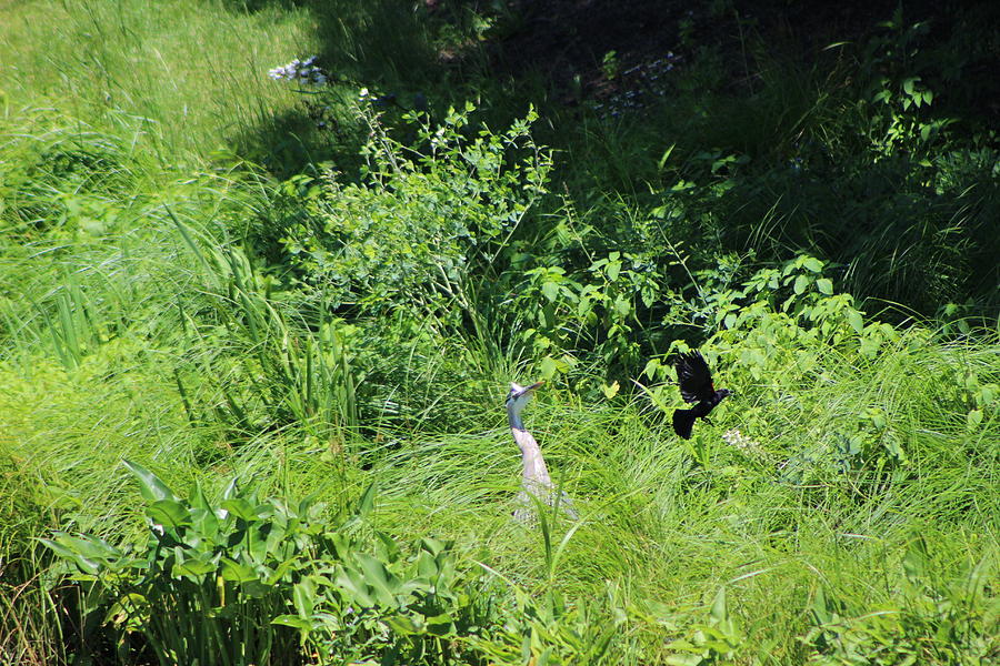Marsh Photograph - Annoyed - Heron and Red Winged Blackbird 10 of 10 by Colleen Cornelius