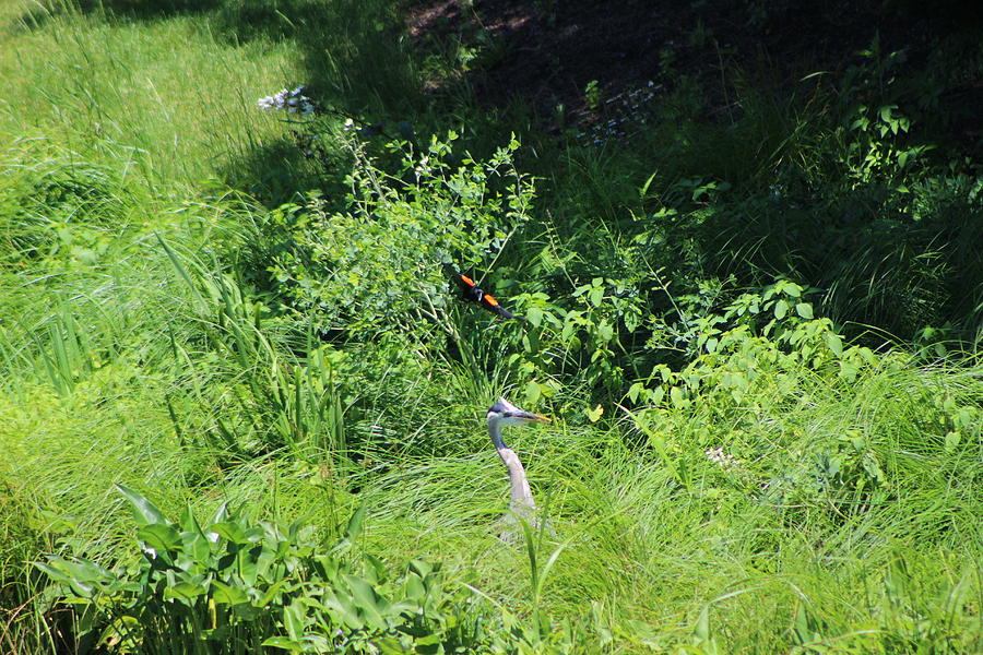 Annoyed - Heron and Red Winged Blackbird 6 of 10 Photograph by Colleen Cornelius