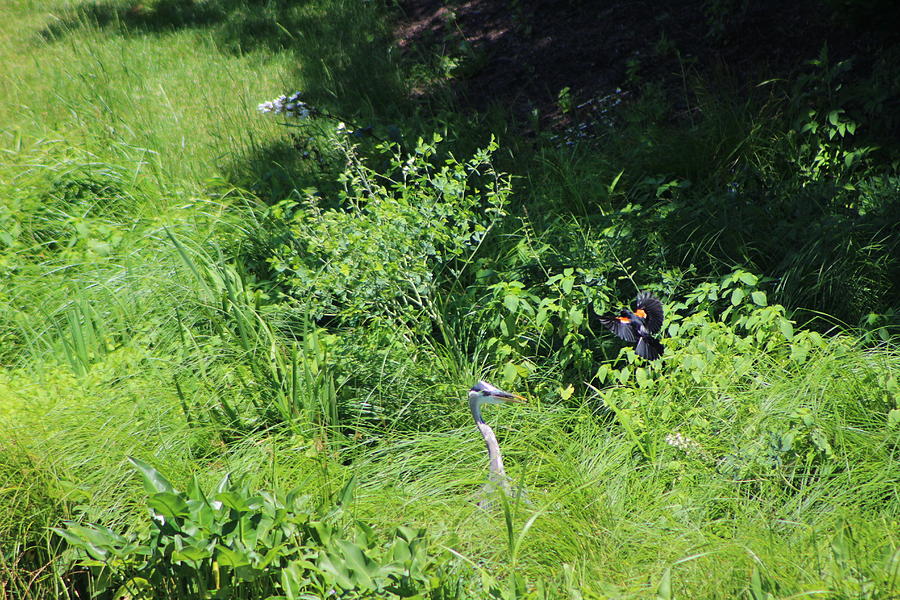 Annoyed - Heron And Red Winged Blackbird 9 Of 10 Photograph by Colleen Cornelius