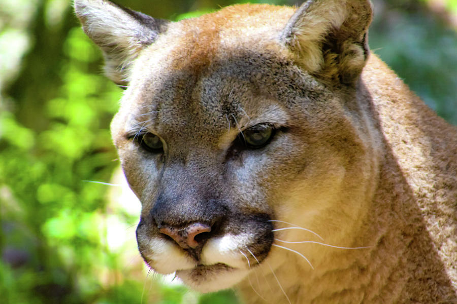 Annoyed Mountain Lion Photograph by Grace Joy Carpenter - Pixels