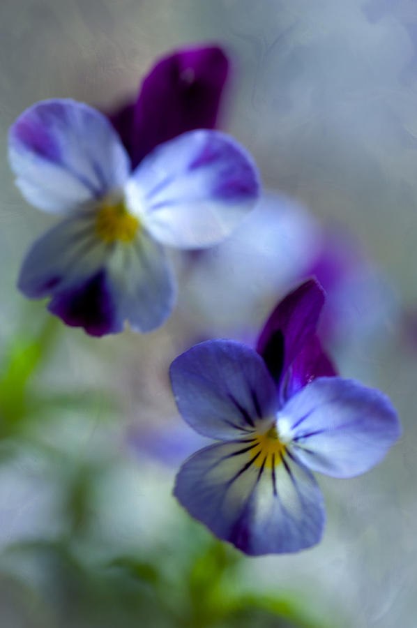 Flower Photograph - Anns Blue. Vertical by Jenny Rainbow