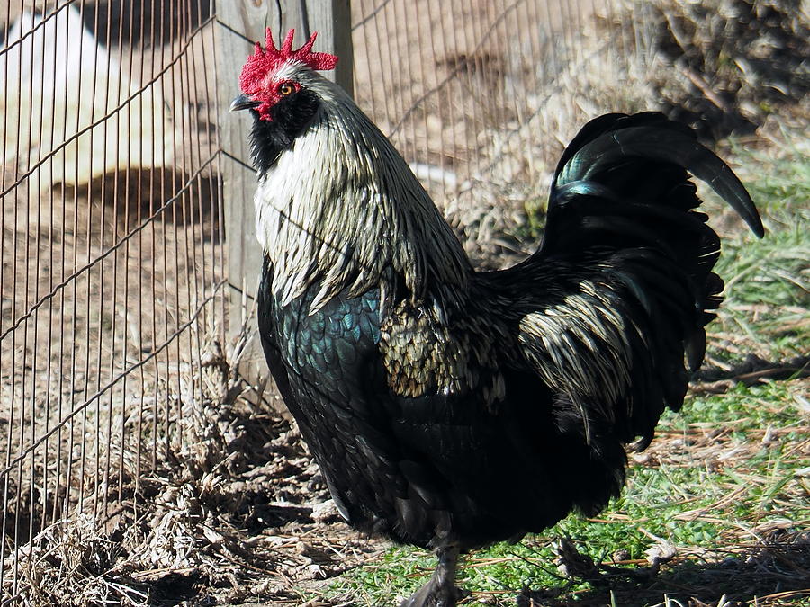 Anns Rooster Photograph by Jerry Connally