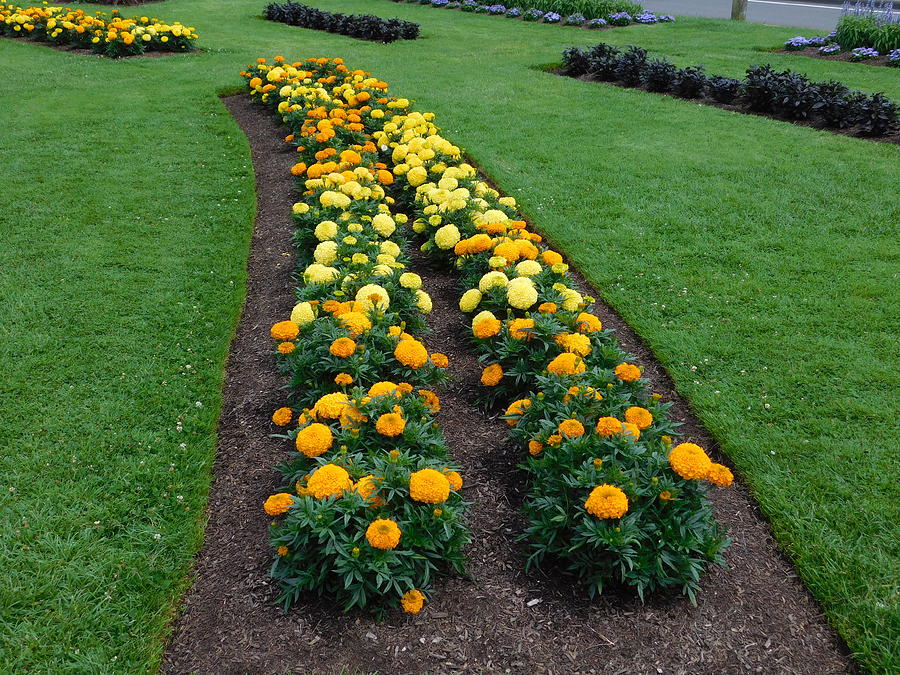 Annual Flower Bed Photograph by Catherine Gagne