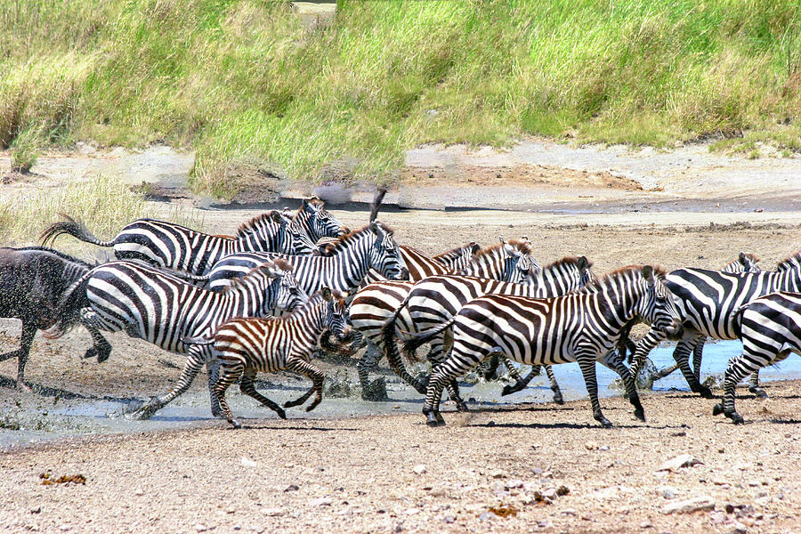 annual migration Tanzania  Photograph by Gilad Flesch