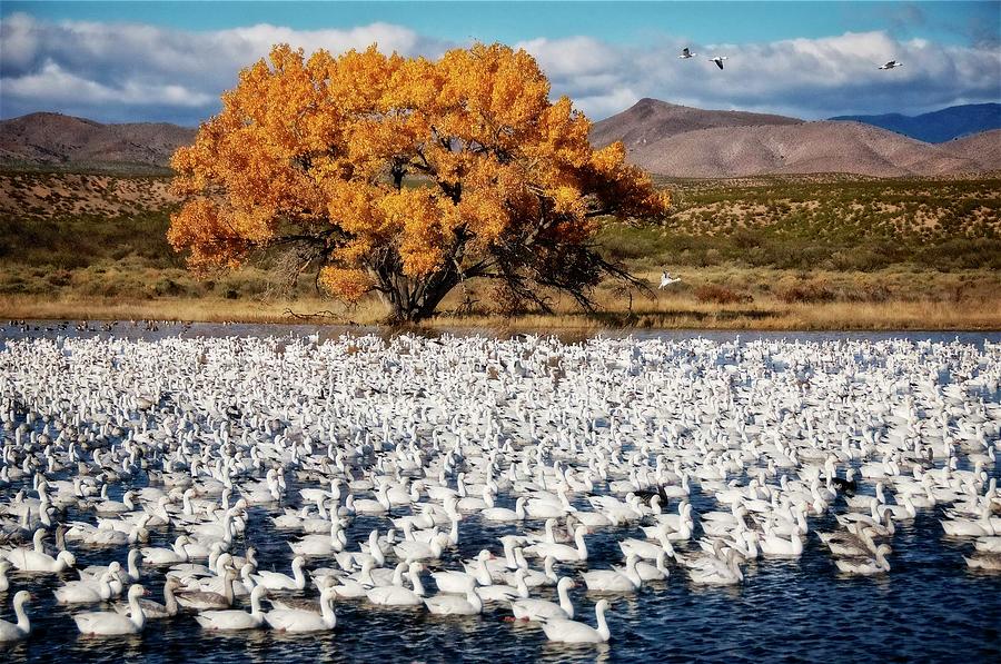 Nature Photograph - Annual Snow Geese Meet-up, Bosque Del Apache, New Mexico by Zayne Diamond