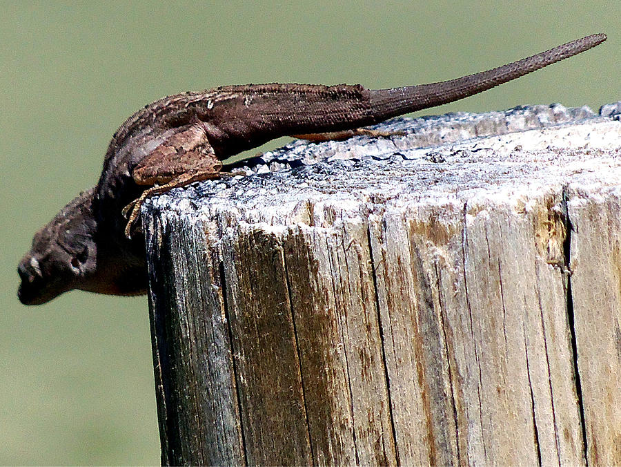 Anole 001  Photograph by Christopher Mercer