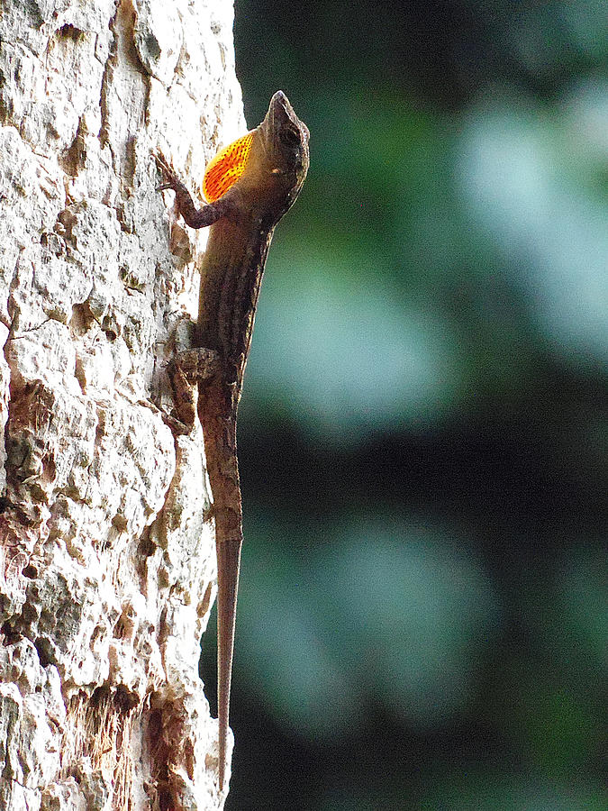 Anole 010  Photograph by Christopher Mercer