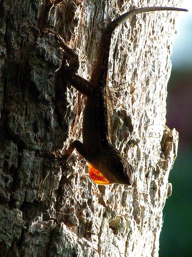 Anole 014 Photograph by Christopher Mercer