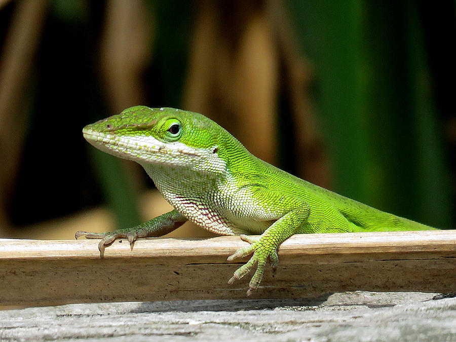 Animal Photograph - Anole 16 by J M Farris Photography