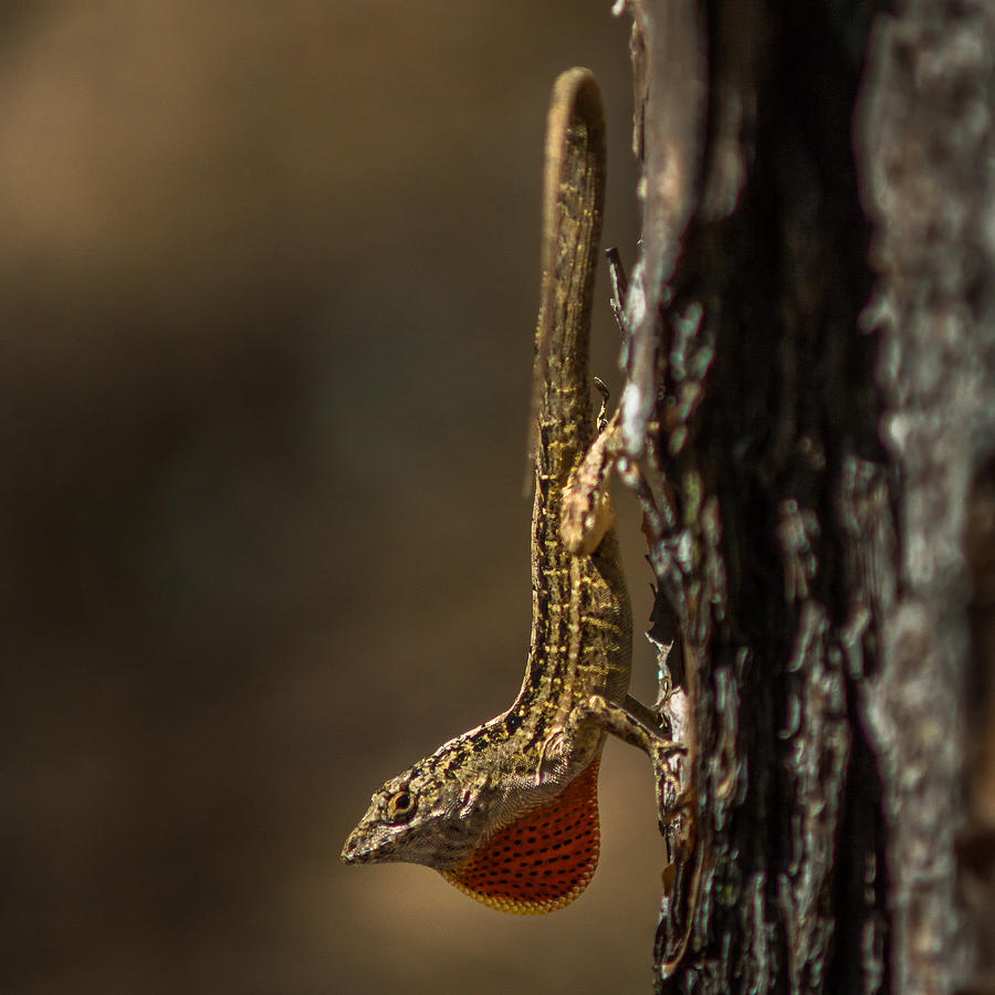 Anole Basking on a tree Photograph by Chris Bordeleau