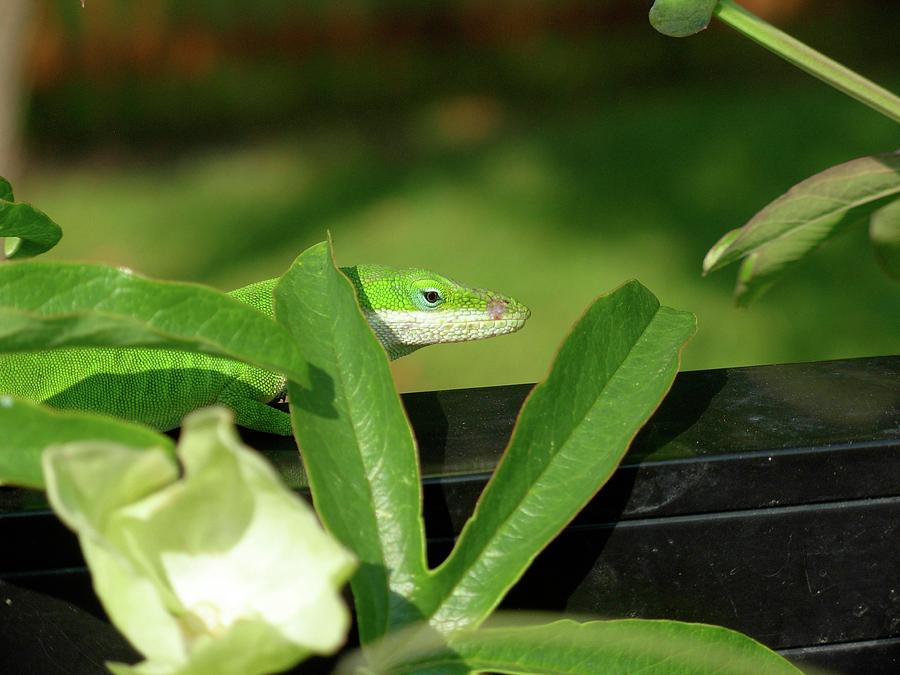 Anole Camoflaugue Photograph by Jeanne Juhos