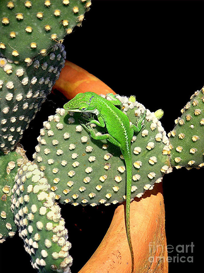 Nature Photograph - Anole Hanging Out With Cactus by Lucyna A M Green