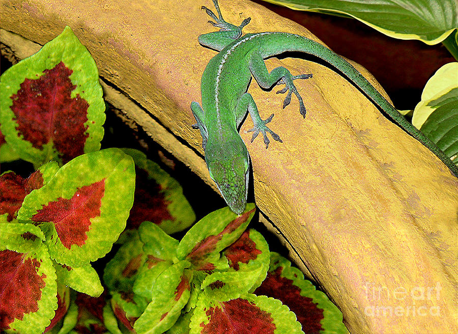 Nature Photograph - Anole Having A Drink by Lucyna A M Green