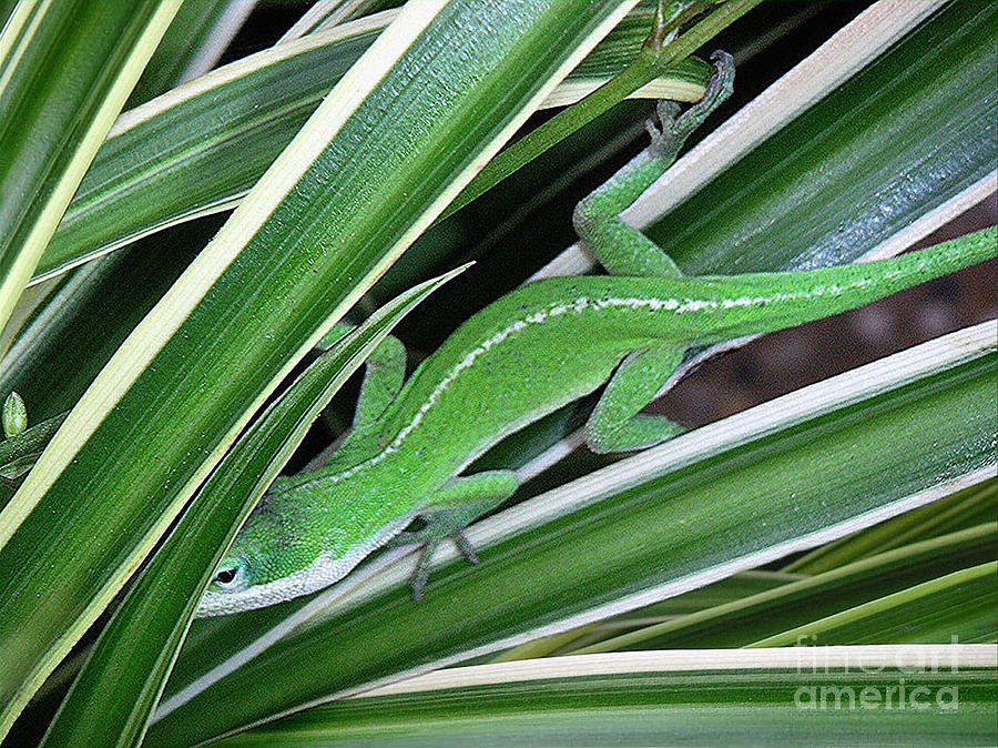 Nature Photograph - Anole Hiding In Spider Plant by Lucyna A M Green