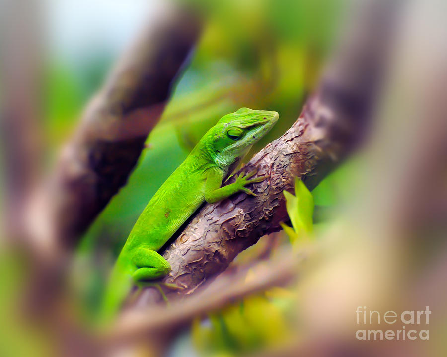 Anole On a Branch Photograph by Kerri Farley