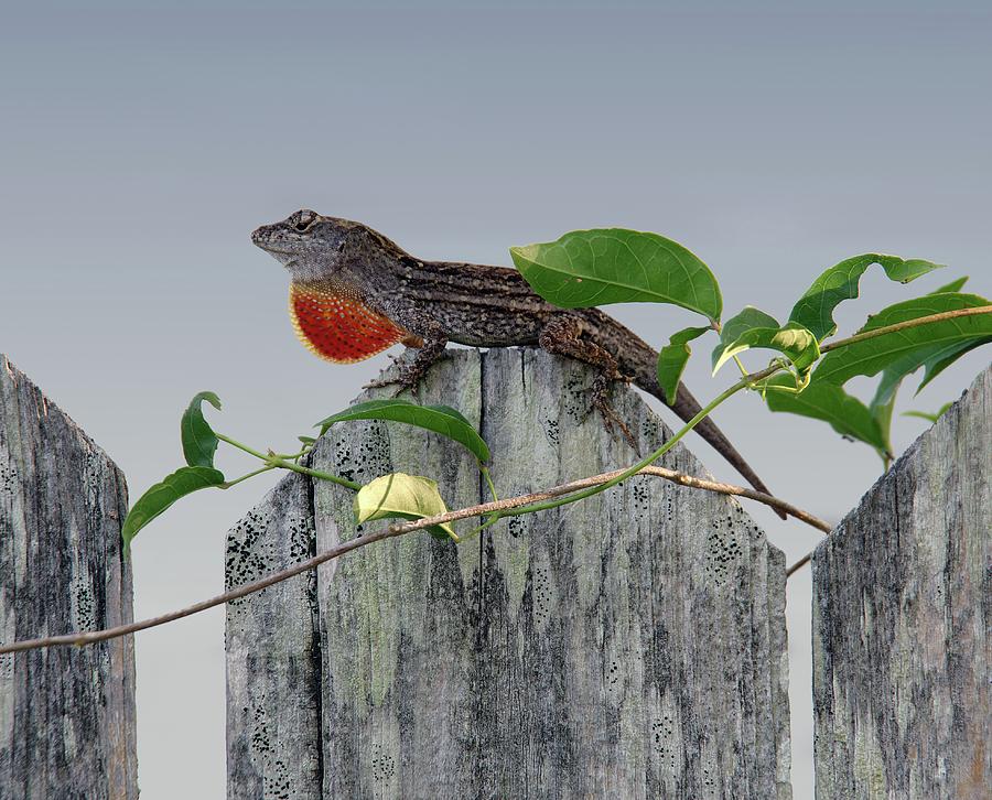 Anole on Fence Photograph by Richard Rizzo