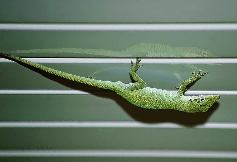 Anole Reflection Photograph by DigiArt Diaries by Vicky B Fuller