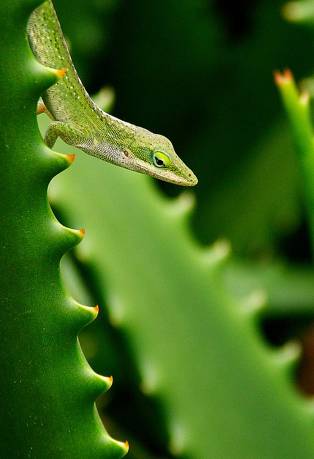 Anole Photograph by Roger Mullenhour