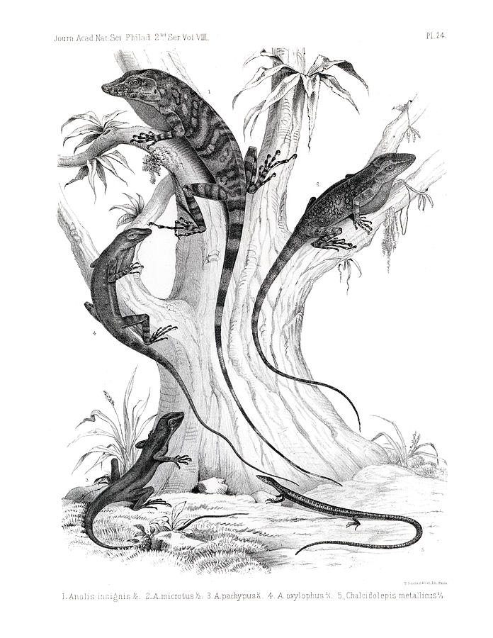 Anoles of Costa Rica Drawing by T Sinclair