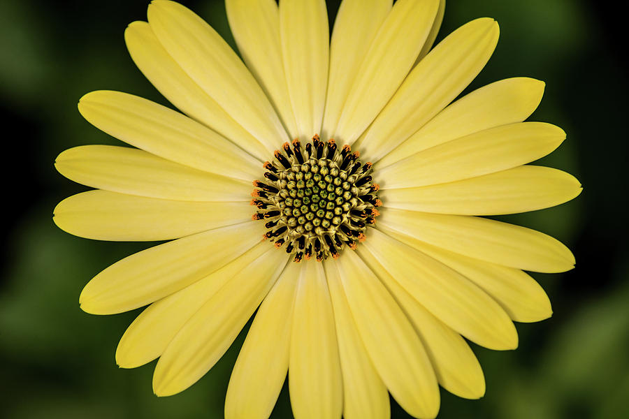 Another African Daisy Photograph by Don Johnson