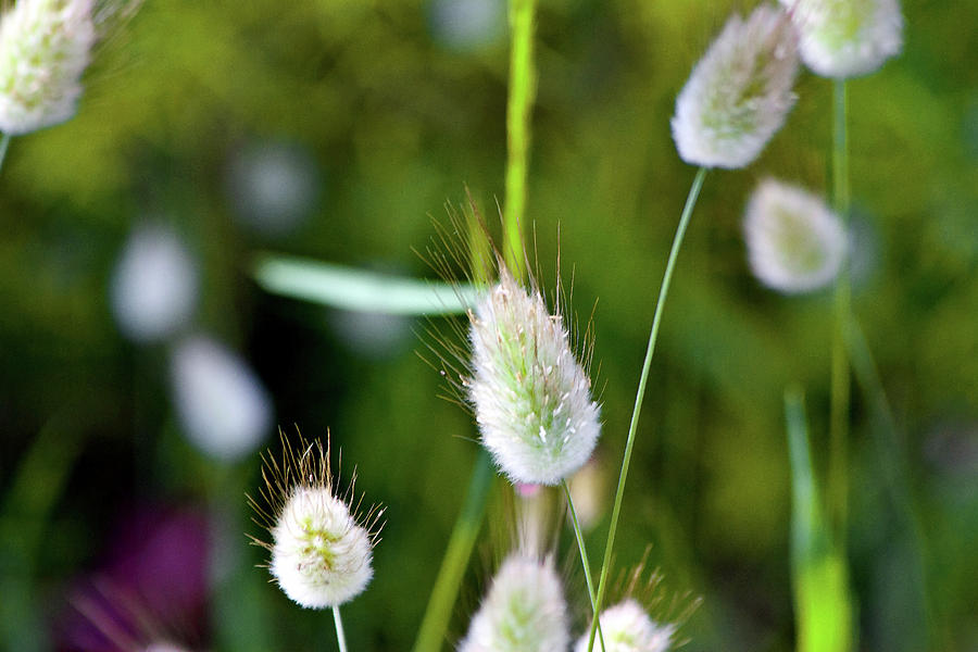Hares Tail Grass Photograph by Miroslava Jurcik