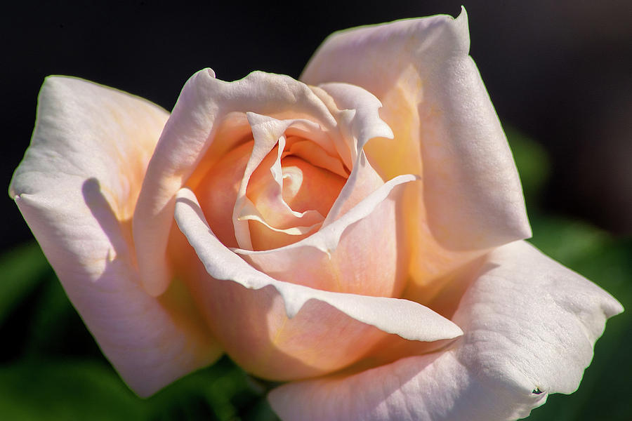 Another Beautiful Pink Rose Photograph by Don Johnson