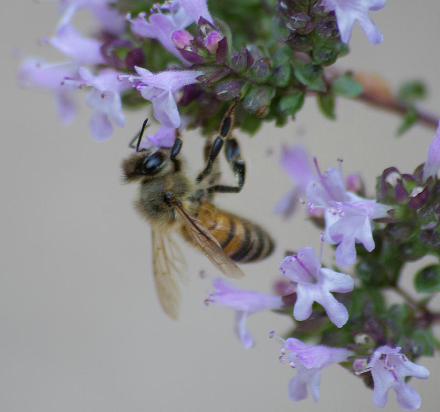 Sweet Honeybee version 2 Photograph by Marilyn Wilson