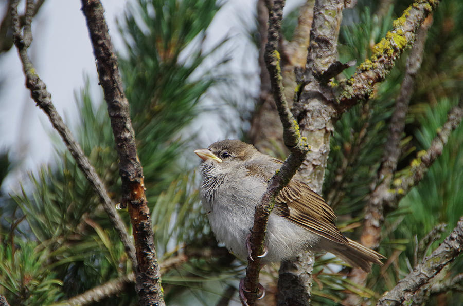 Sparrow  Photograph by Marilyn Wilson