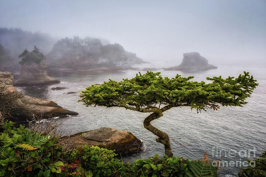 Another Bonsai Photograph by Carrie Cole