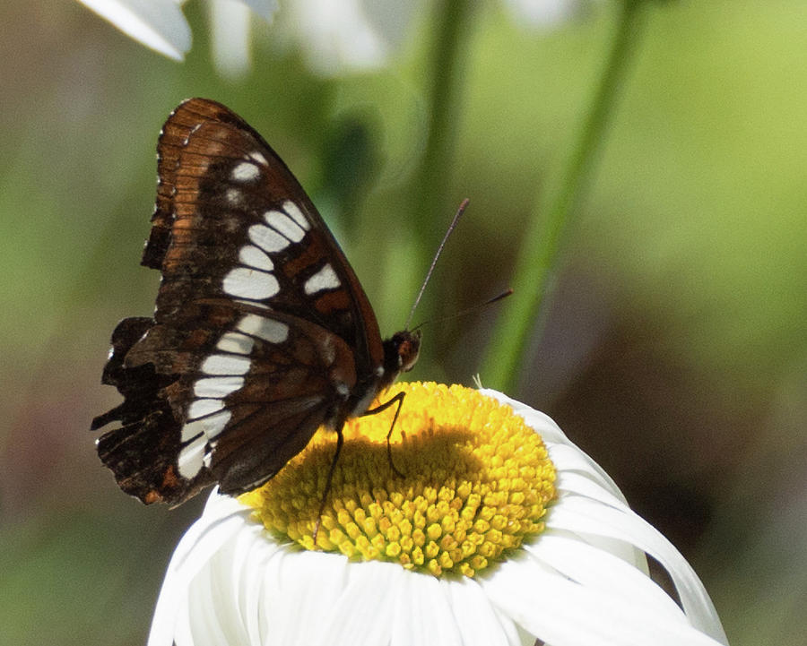 Lorquins Admiral Butterfly 4 Photograph by Marilyn Wilson