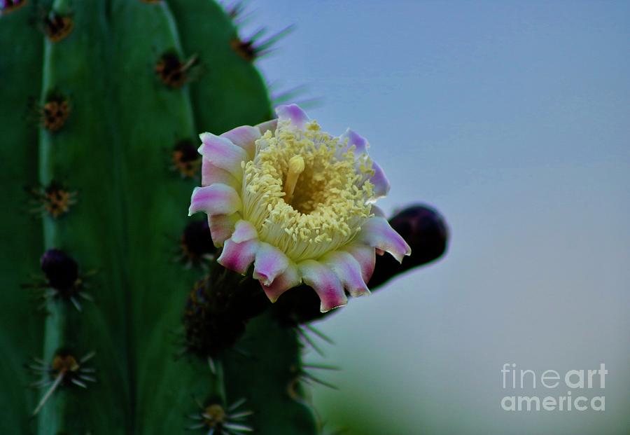Another Cactus Blossom Photograph by Craig Wood
