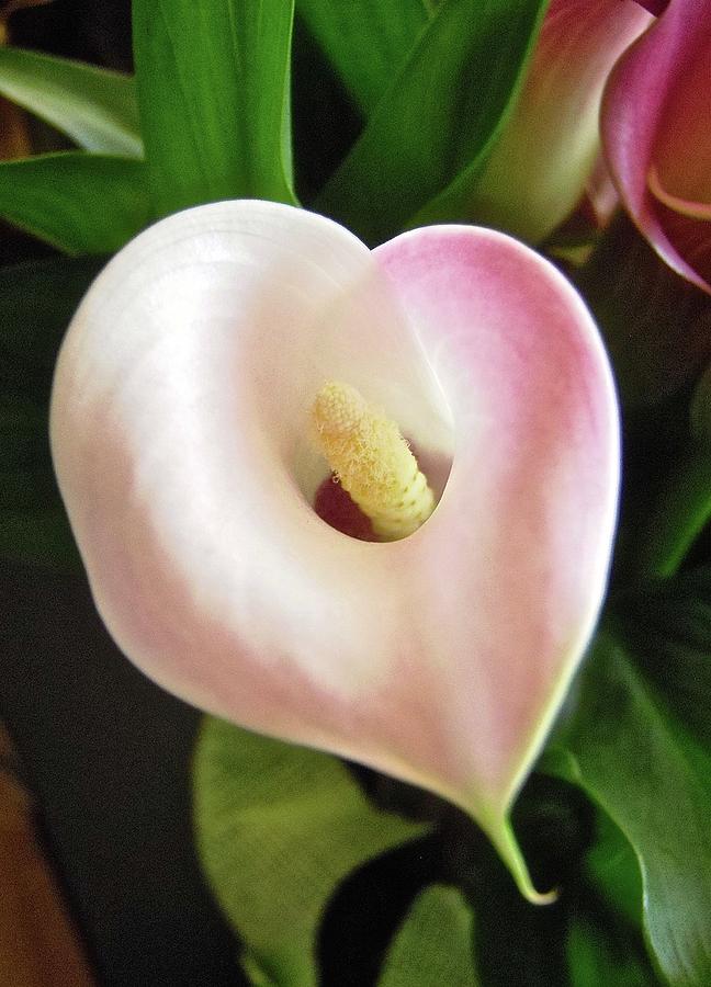 Another Calla Lily Photograph by Stephanie Moore