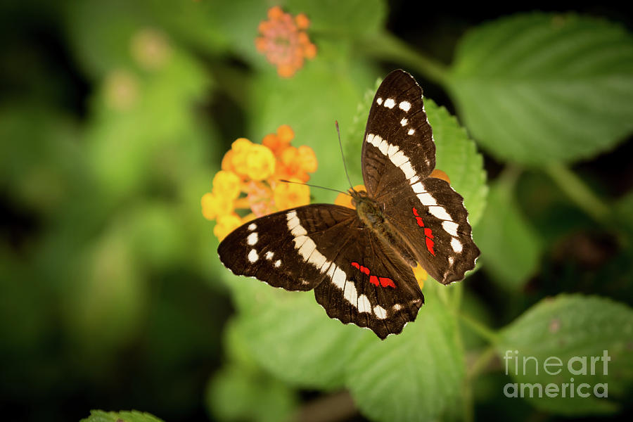 Another Day, Another Butterfly Photograph by Ana V Ramirez