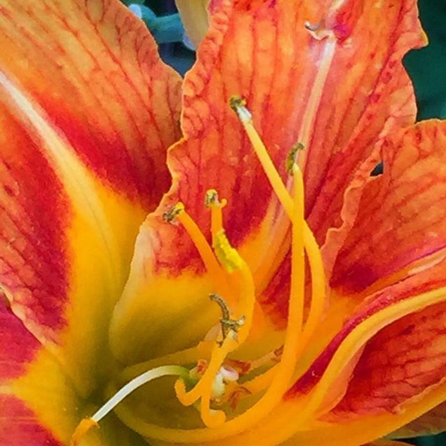 Nature Photograph - Another Day, Another Day Lily. #flower by Art Barker