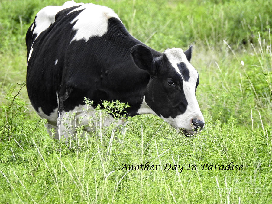 Another Day In Paradise - Cow Word Art Prints Photograph by Ella Kaye Dickey