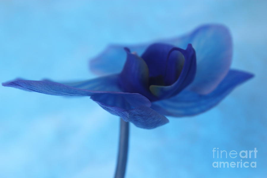 Orchid Photograph - Another Day by Krissy Katsimbras