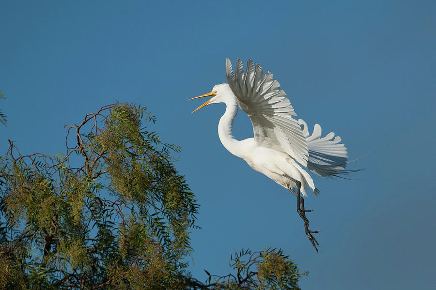 Another Egret  Photograph by Catherine Lau