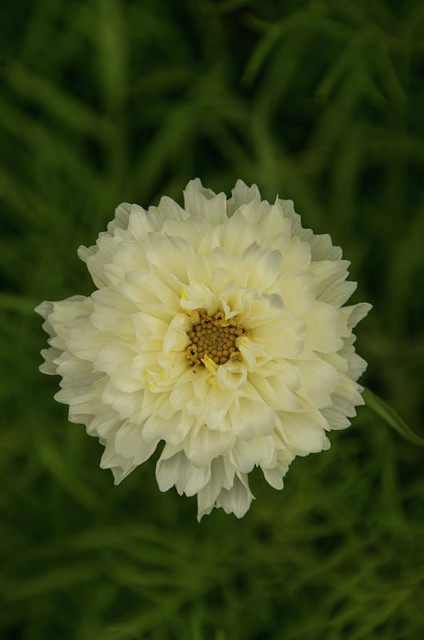 Double Click Snow Puff Cosmos Flower Photograph by Marilyn Wilson