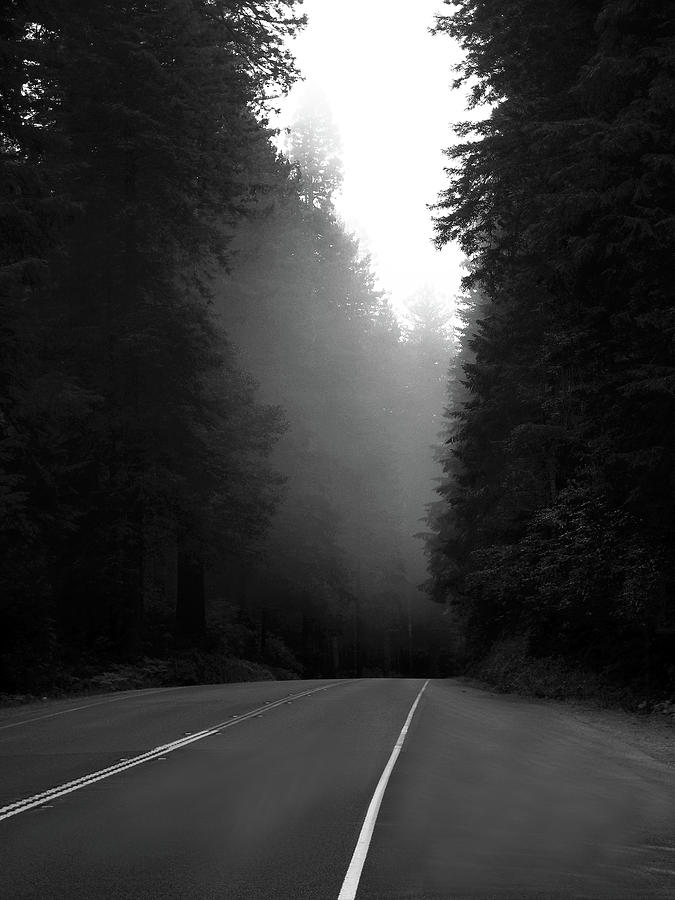 Another Foggy Morning on the Redwood Highway Photograph by Joe Schofield