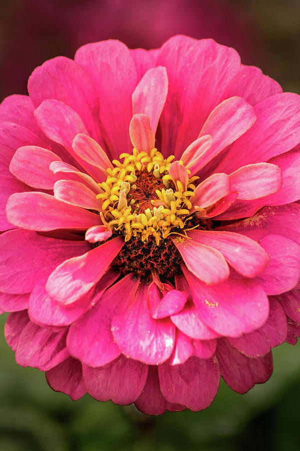 Another Frederick Zinnia Photograph by Don Johnson