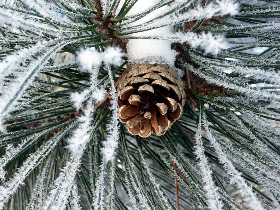 Winter Photograph - Another Frosty Pine Cone by RiaL Treasures