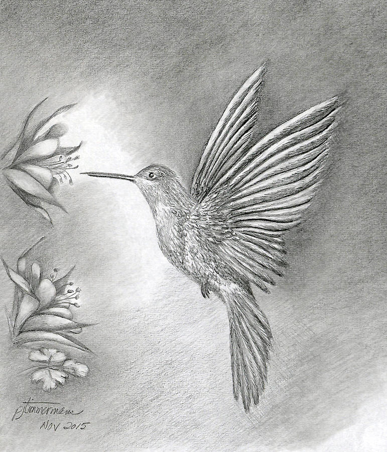 hummingbird drawings