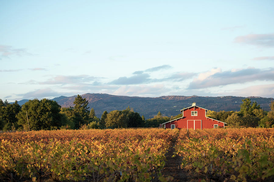 Another Napa Valley Red Barn Photograph by Aileen Savage