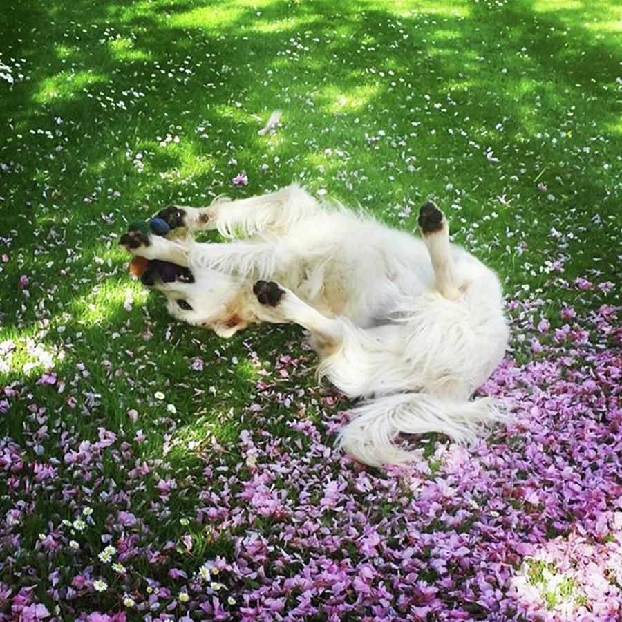 Dog Photograph - Cherry Blossom Play by Rowena Tutty