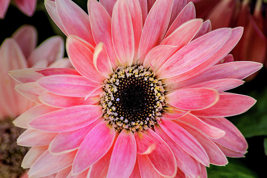 Another Pale Pink Gerbera Photograph by Don Johnson