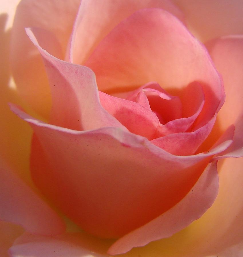 Another Pink Rose Photograph by Liz Vernand