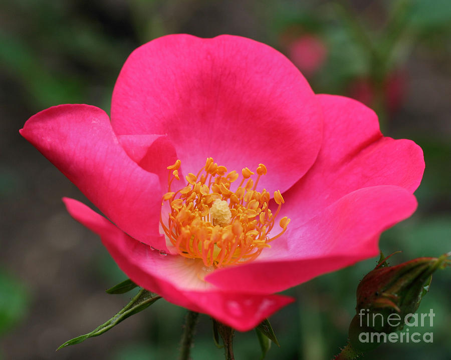 Another Pink Rose Photograph by Smilin Eyes Treasures